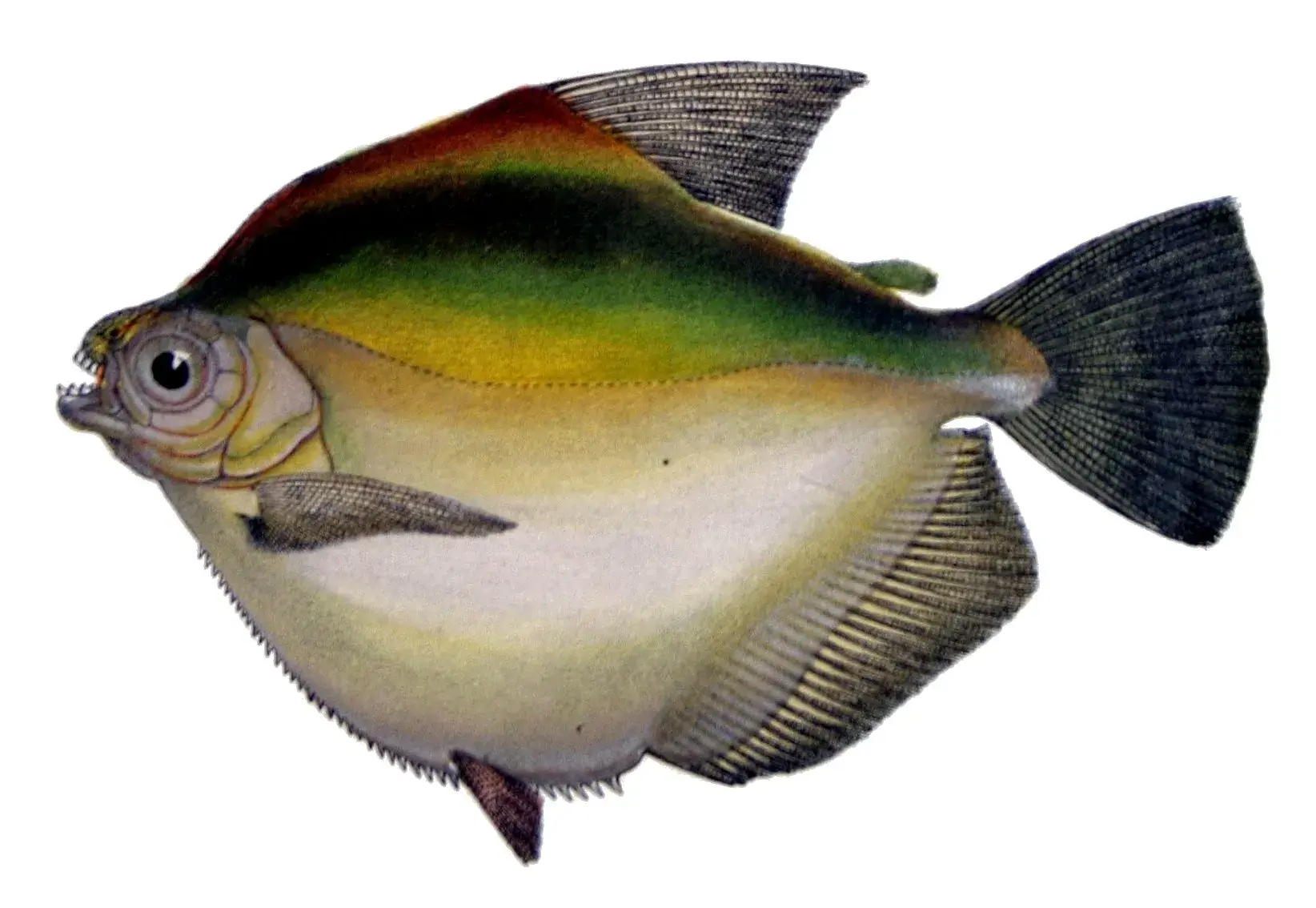 Ilustração científica da palometa (Mylossoma duriventre)
