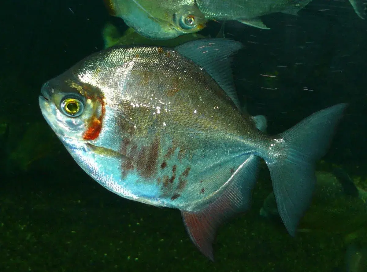 Pacu-peva com coloração prateada característica