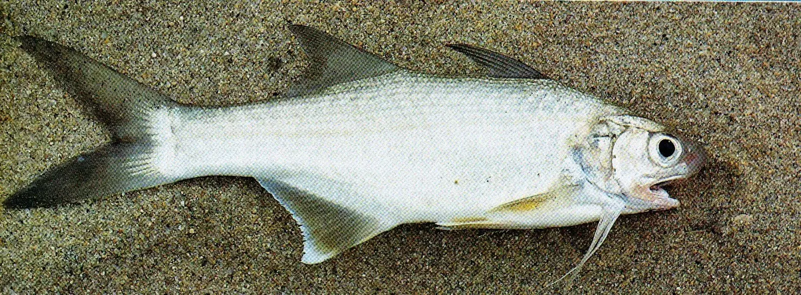 Parati barbudo (Polydactylus virginicus) com filamentos pectorais alongados típicos da espécie