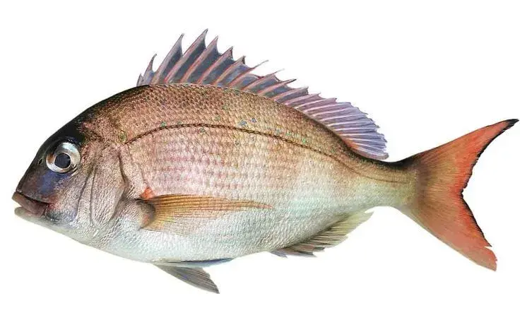 Pargo de coloração avermelhada, corpo robusto e cabeça grande