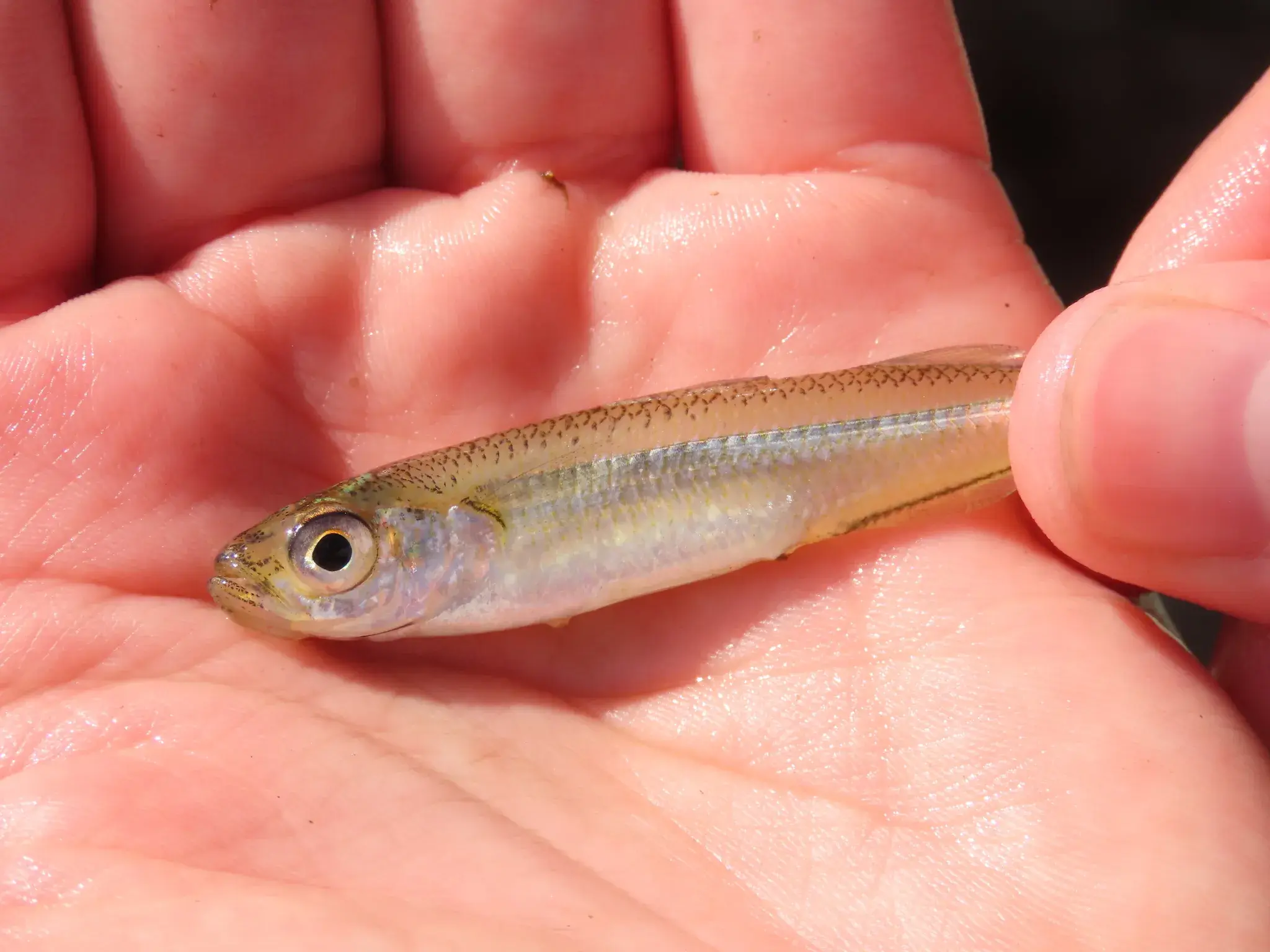Peixe-rei (Odontesthes bonariensis)