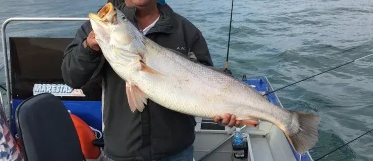 Pescada-amarela (Cynoscion acoupa), predadora de estuário do litoral brasileiro