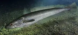Pescada-branca (Cynoscion leiarchus) exibida em close lateral