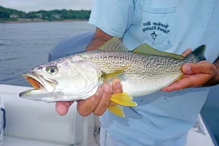 Pescada-cambucu (Cynoscion guatucupa) - corvina de grande porte com corpo prateado e ventre amarelado