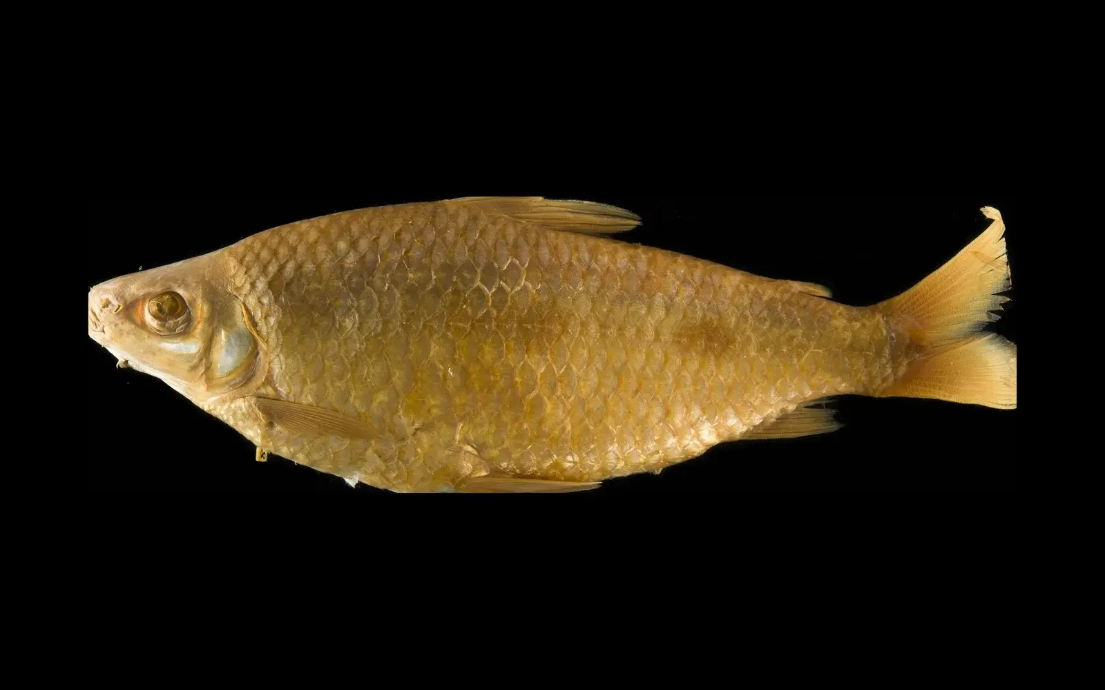 Piau-três-pintas do São Francisco (Arhinolemur reinhardti), exemplar de museu coletado no rio das Velhas, visto de lado