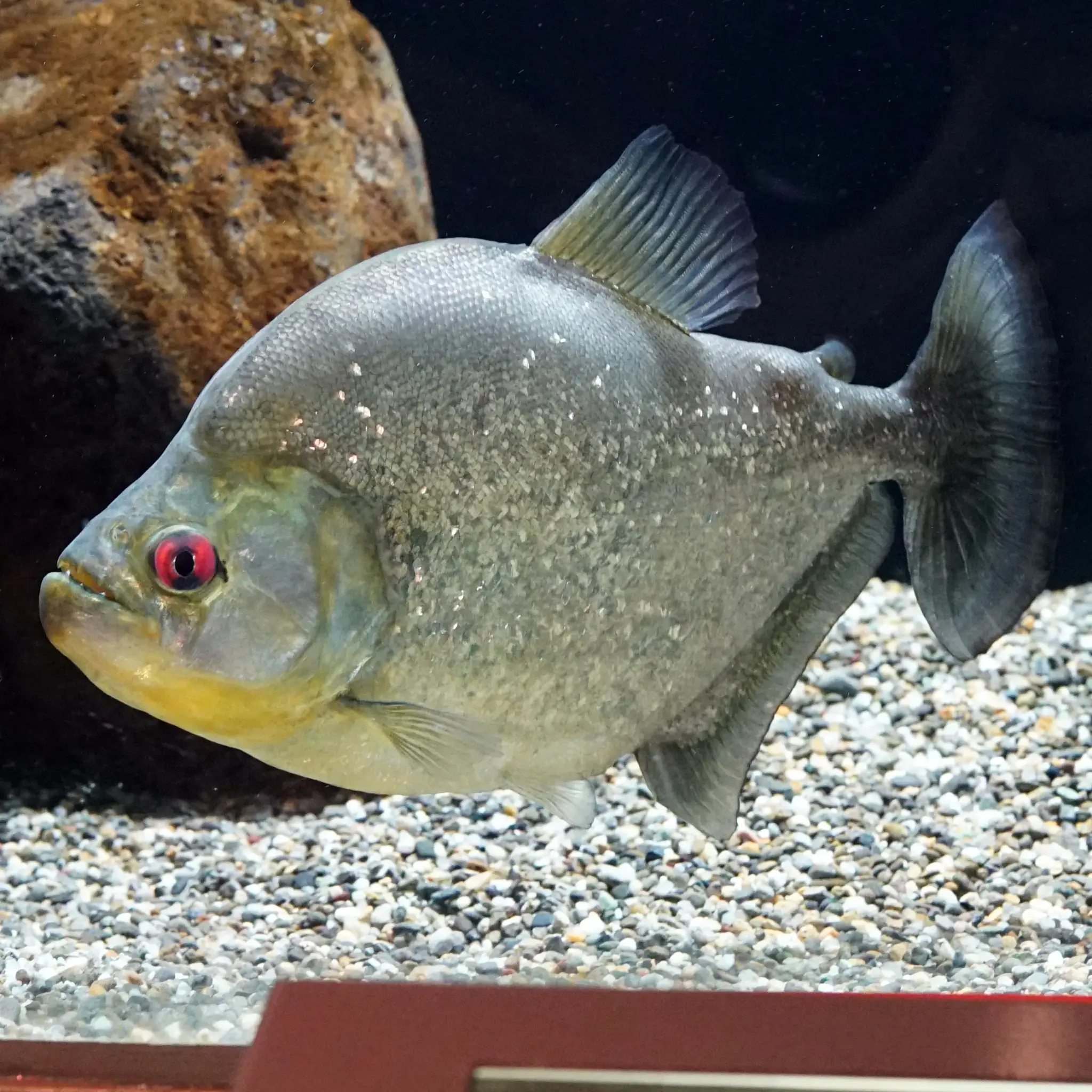 Piranha-amarela (Serrasalmus spilopleura) em aquário