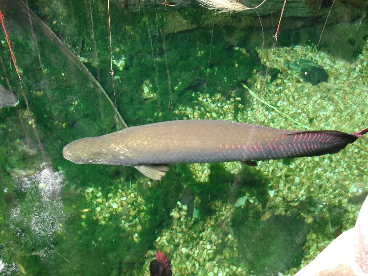 Pirarucu (Arapaima gigas) emergindo na superfície de lago amazônico