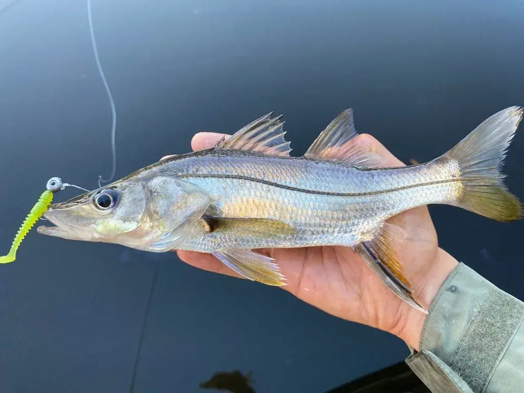 Robalo-galhudo (Centropomus ensiferus) fisgado por um pescador esportivo