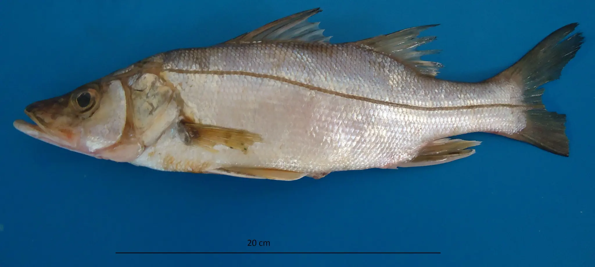 Robalo-peva (Centropomus parallelus) capturado em Santos