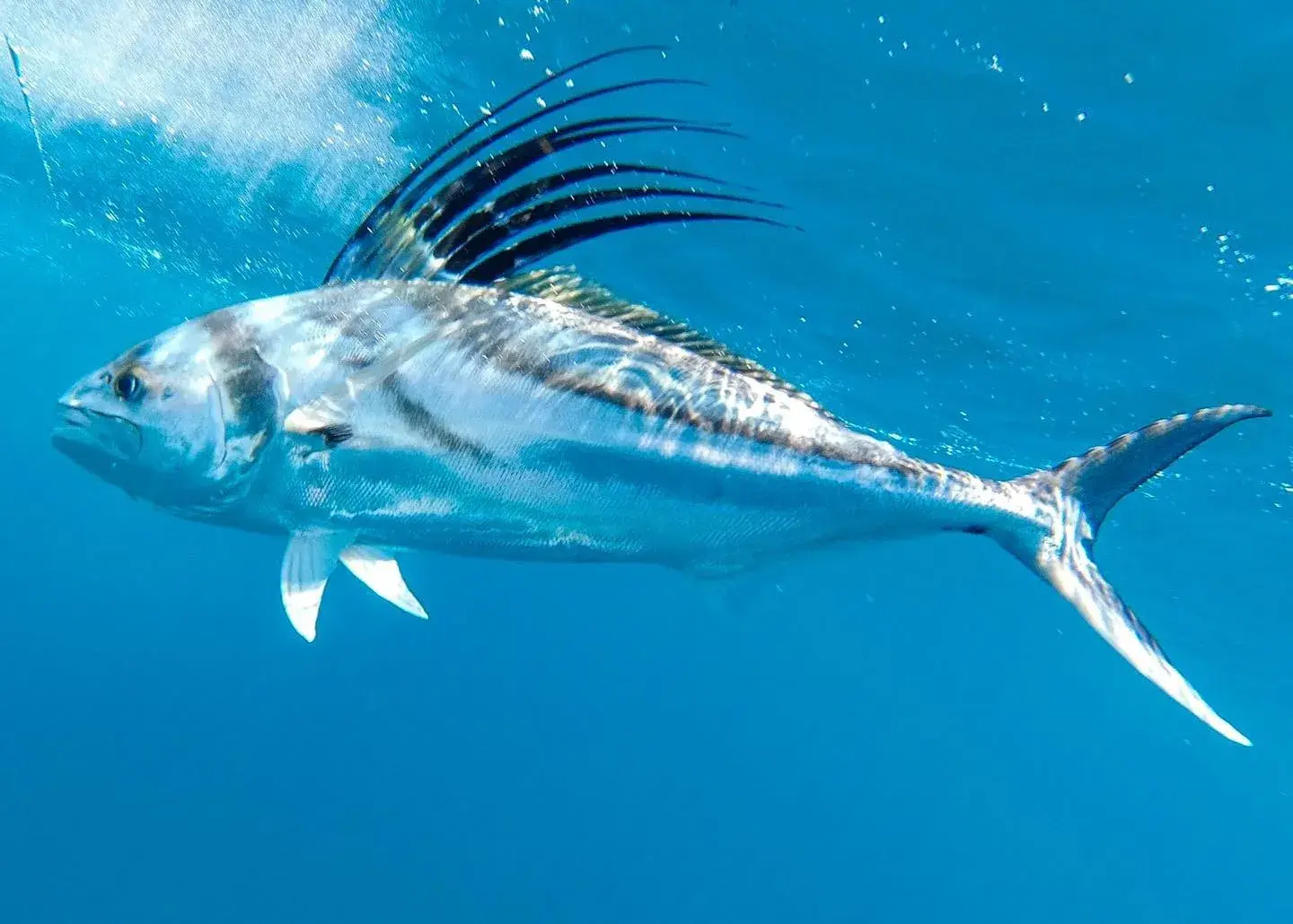 Roosterfish