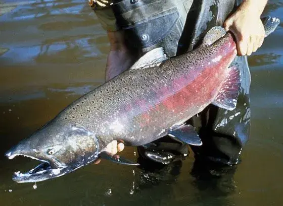 Salmão Chinook capturado na Patagônia