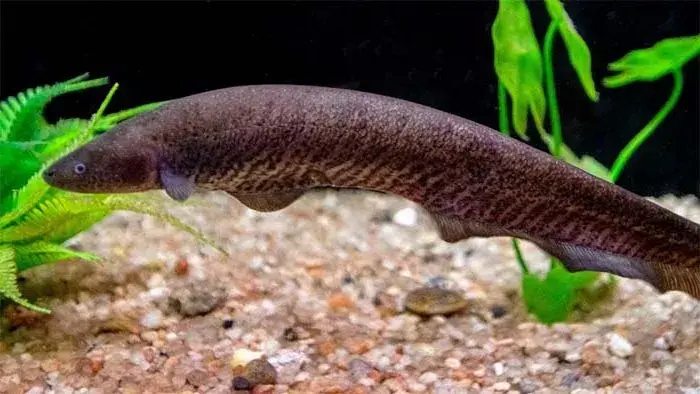 Sarapó (Gymnotus carapo) com corpo alongado e padrão listrado