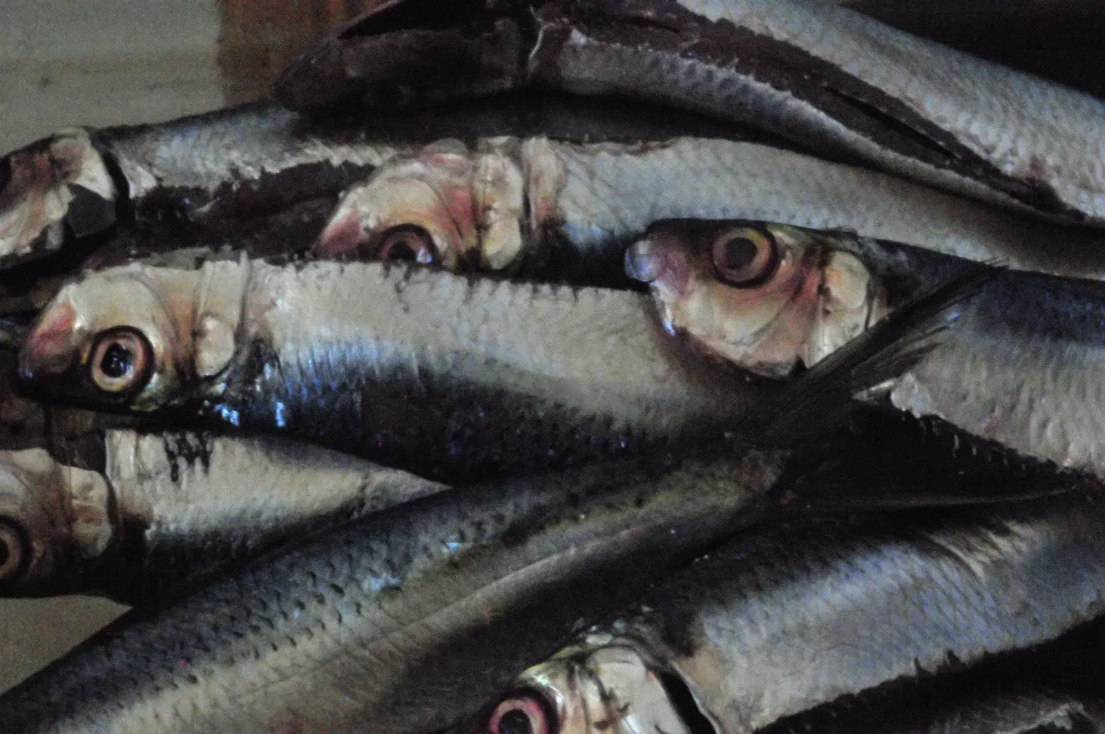 Sardinha-verdadeira (Sardinella brasiliensis) com coloração prateada