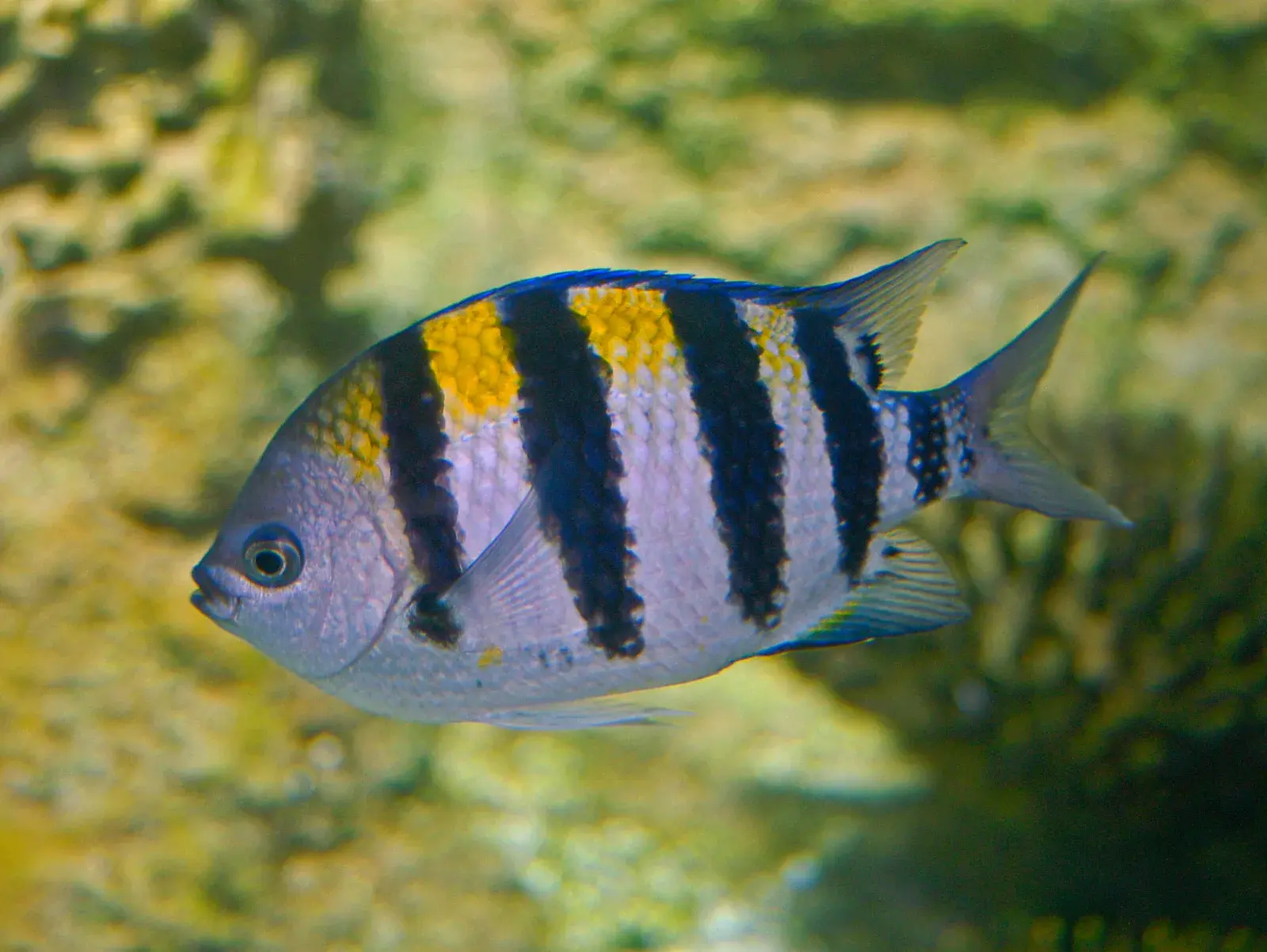 Peixe sargentinha (Abudefduf saxatilis) em um costão rochoso