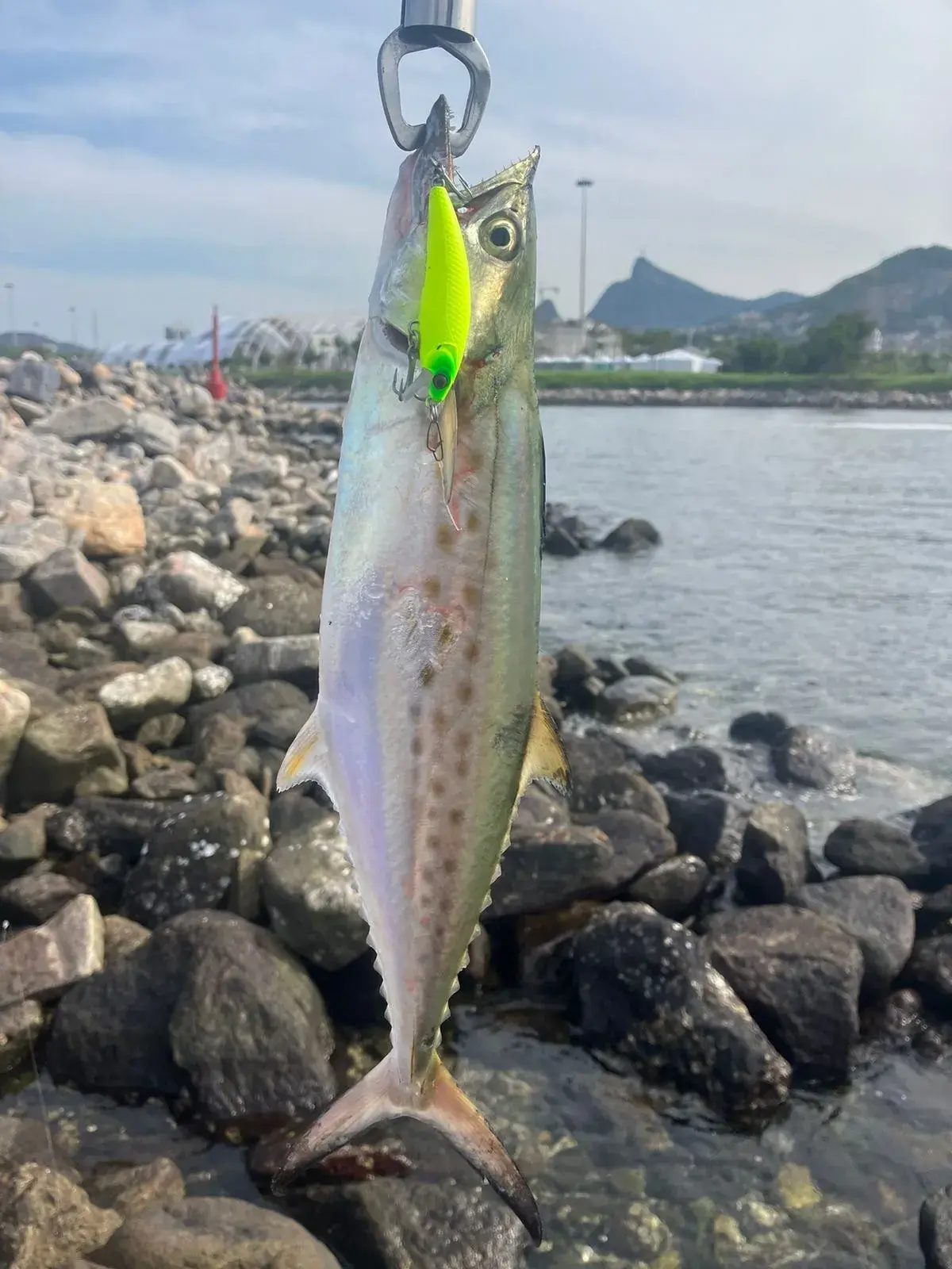 Sororoca (Scomberomorus brasiliensis) fisgada por um pescador esportivo