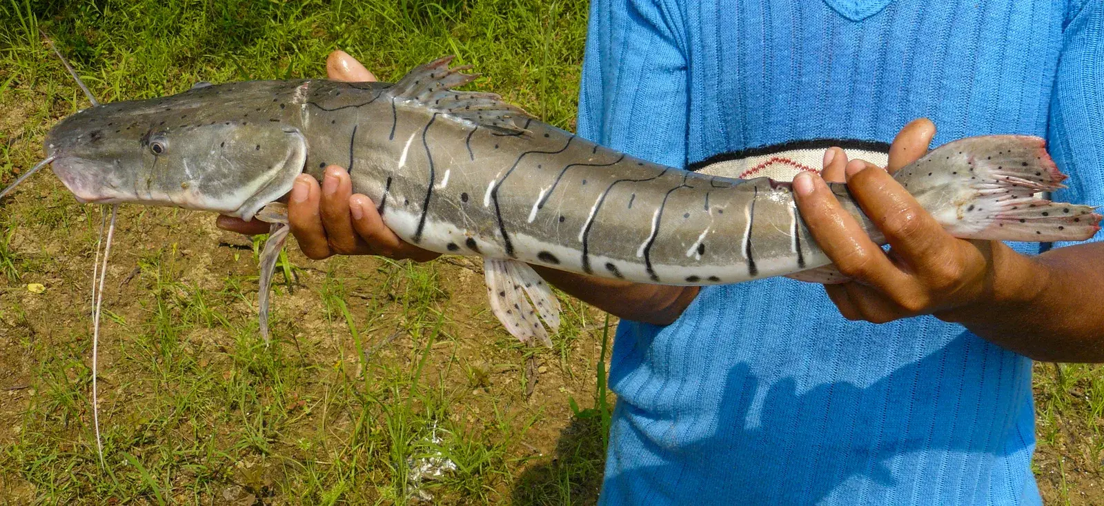 Surubim da Amazônia (Pseudoplatystoma punctifer) segurado de lado, com as barras pretas retas no lombo e as pintas soltas na barriga clara