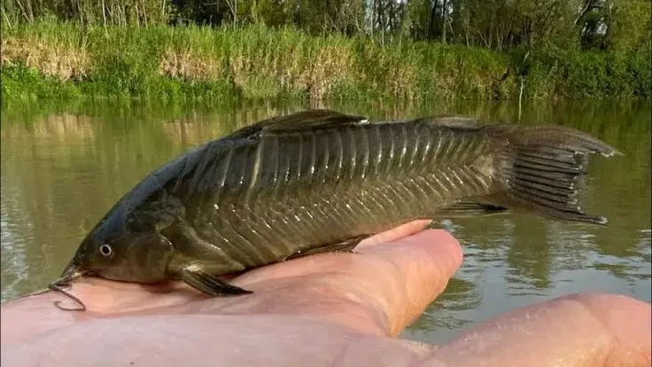 Tamuatá com placas ósseas cobrindo o corpo
