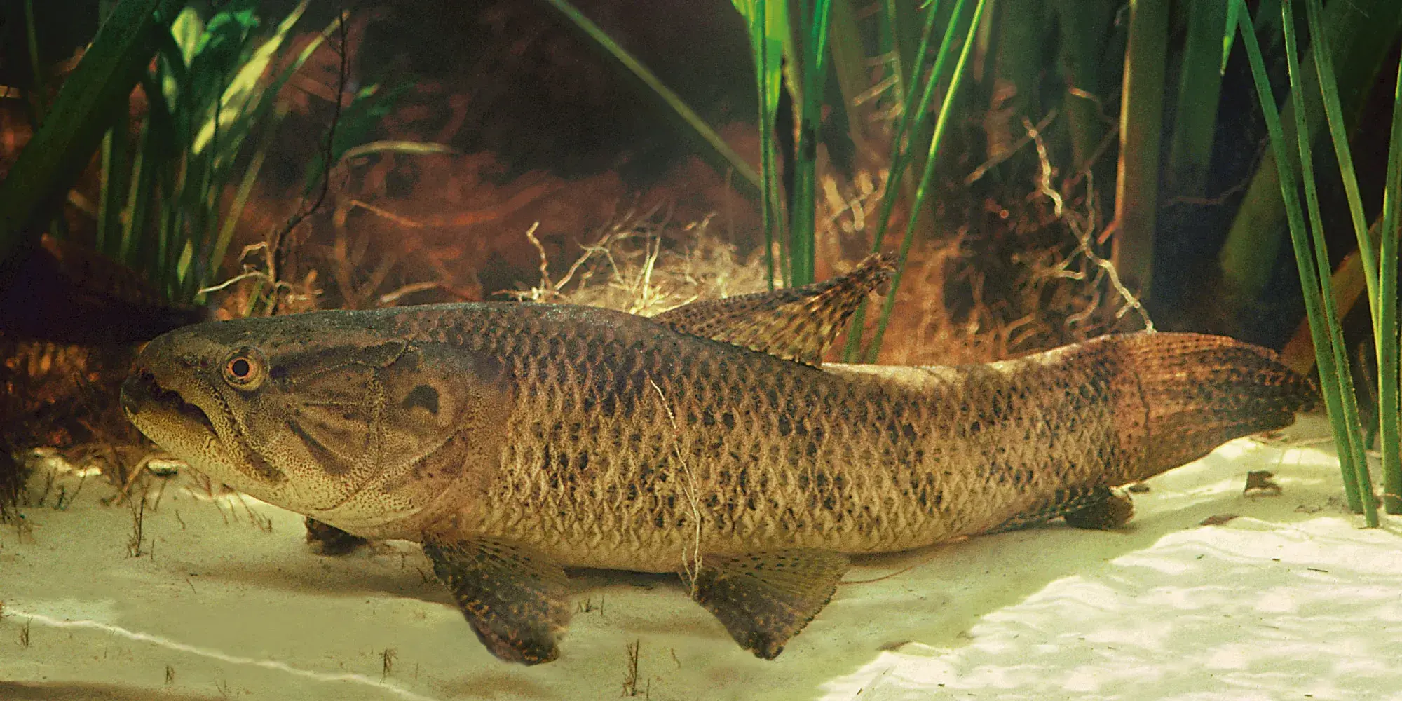 Traíra (Hoplias malabaricus) em visão aquática