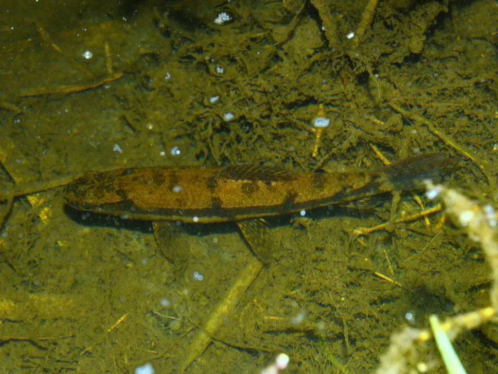 Trairão (Hoplias lacerdae) exibindo seu porte impressionante