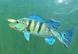 Tucunaré-azul (Cichla piquiti) exibindo as três faixas verticais