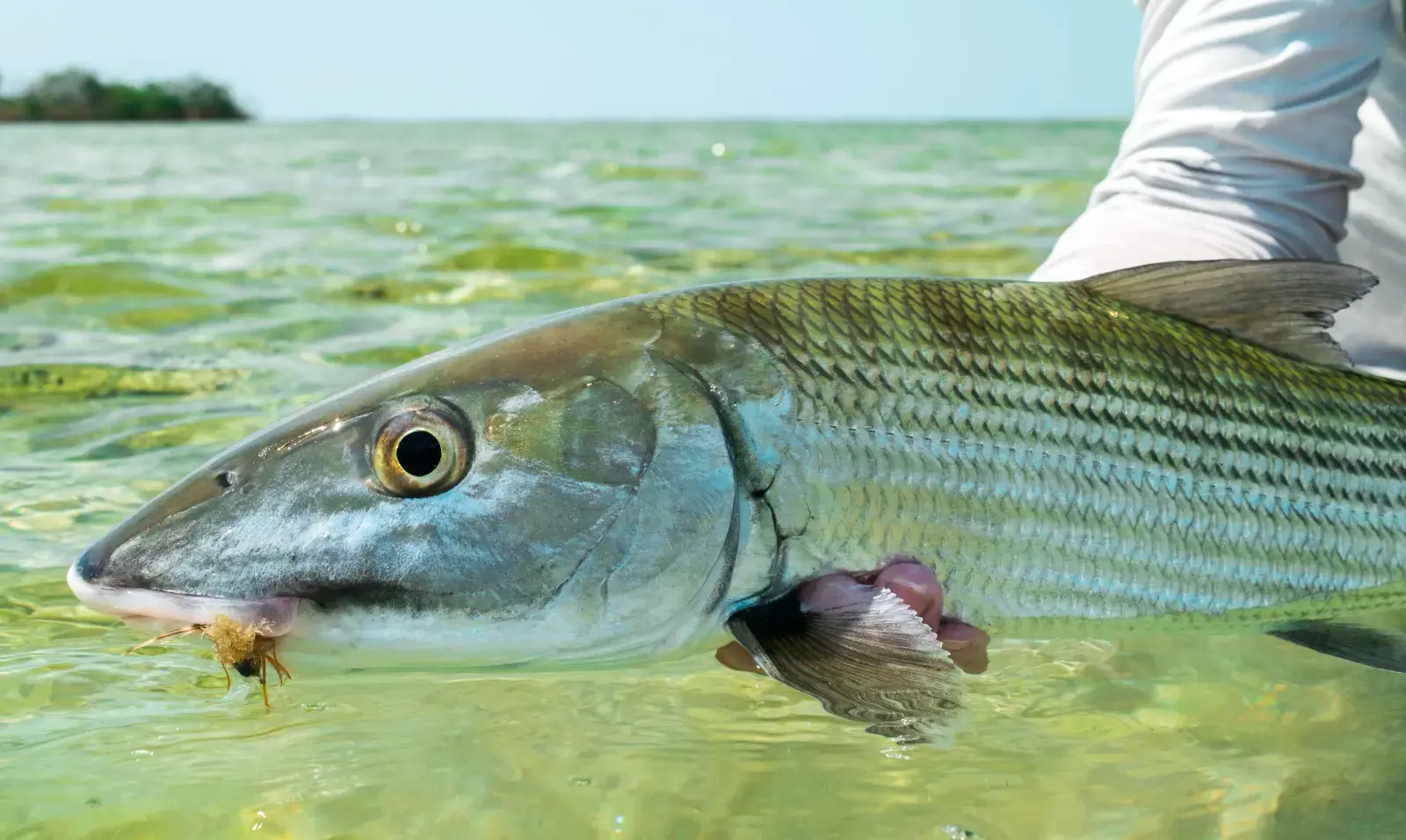 Ubarana-focinho-de-rato (Bonefish) nadando em águas rasas cristalinas