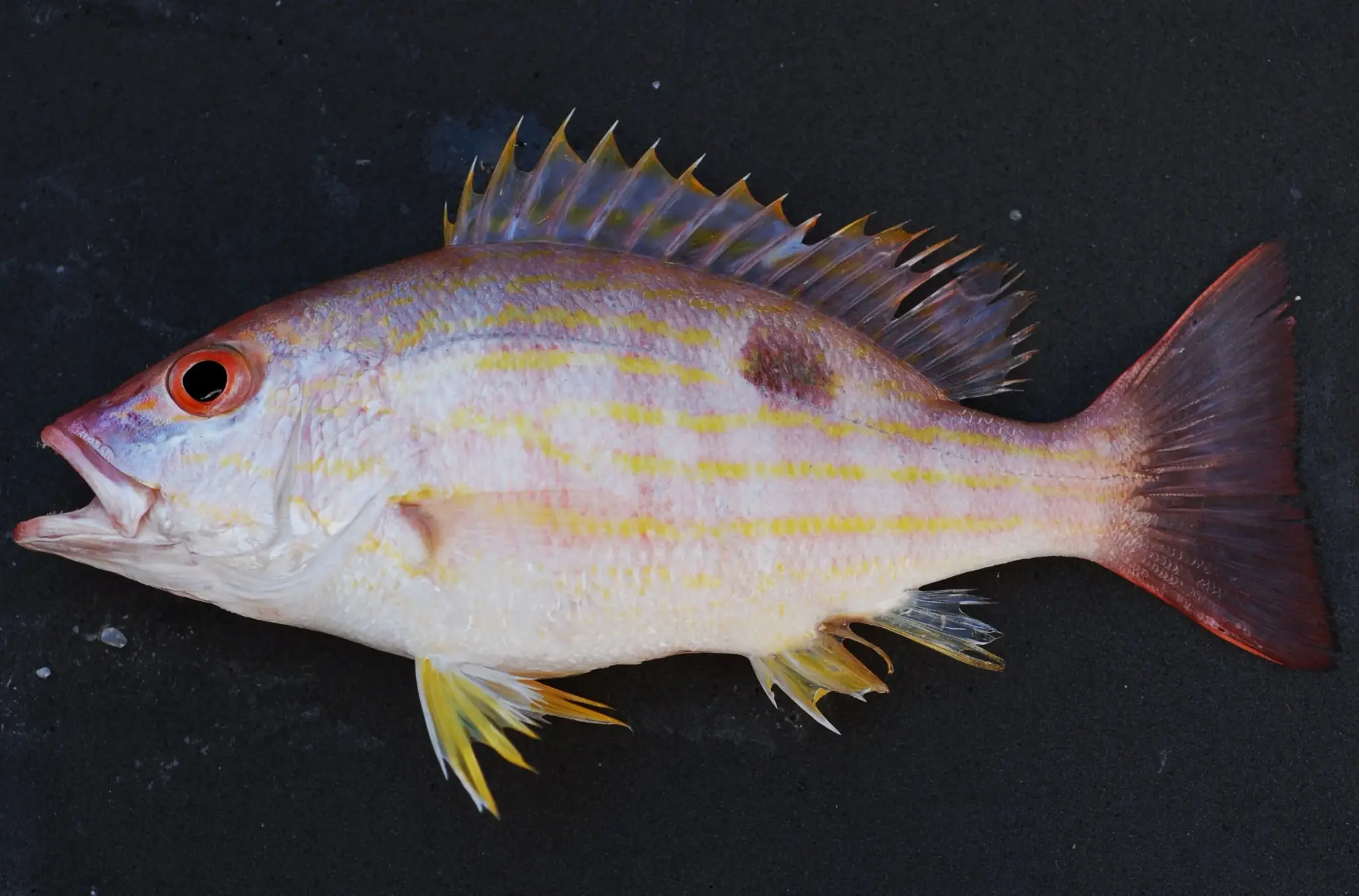 Vermelho-ariocó (Lutjanus synagris) com listras amarelas