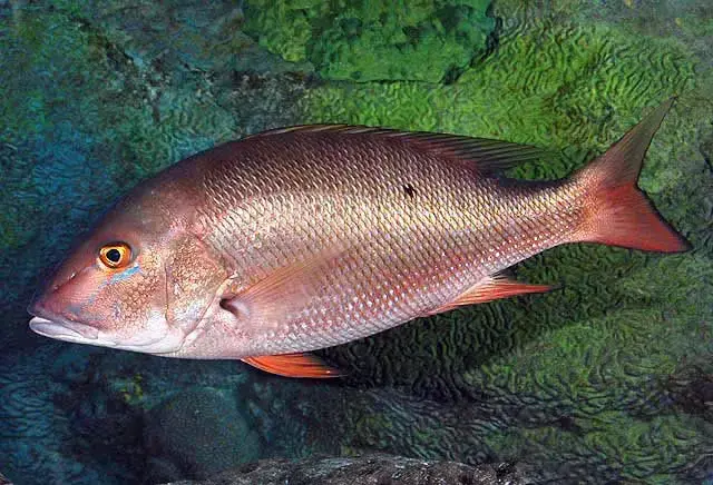 Vermelho-Cioba (Lutjanus analis) em recife de coral