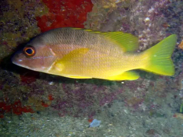 Vermelho-dentão (Lutjanus jocu) em recife de coral
