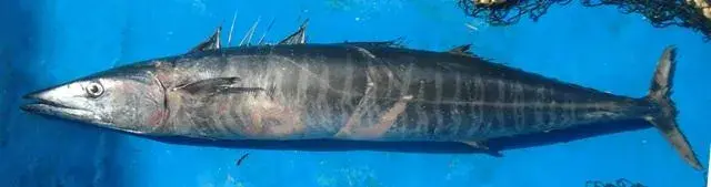 Wahoo (Acanthocybium solandri) recém capturado mostrando as listras verticais