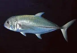 Xerelete (Caranx latus) em águas costeiras