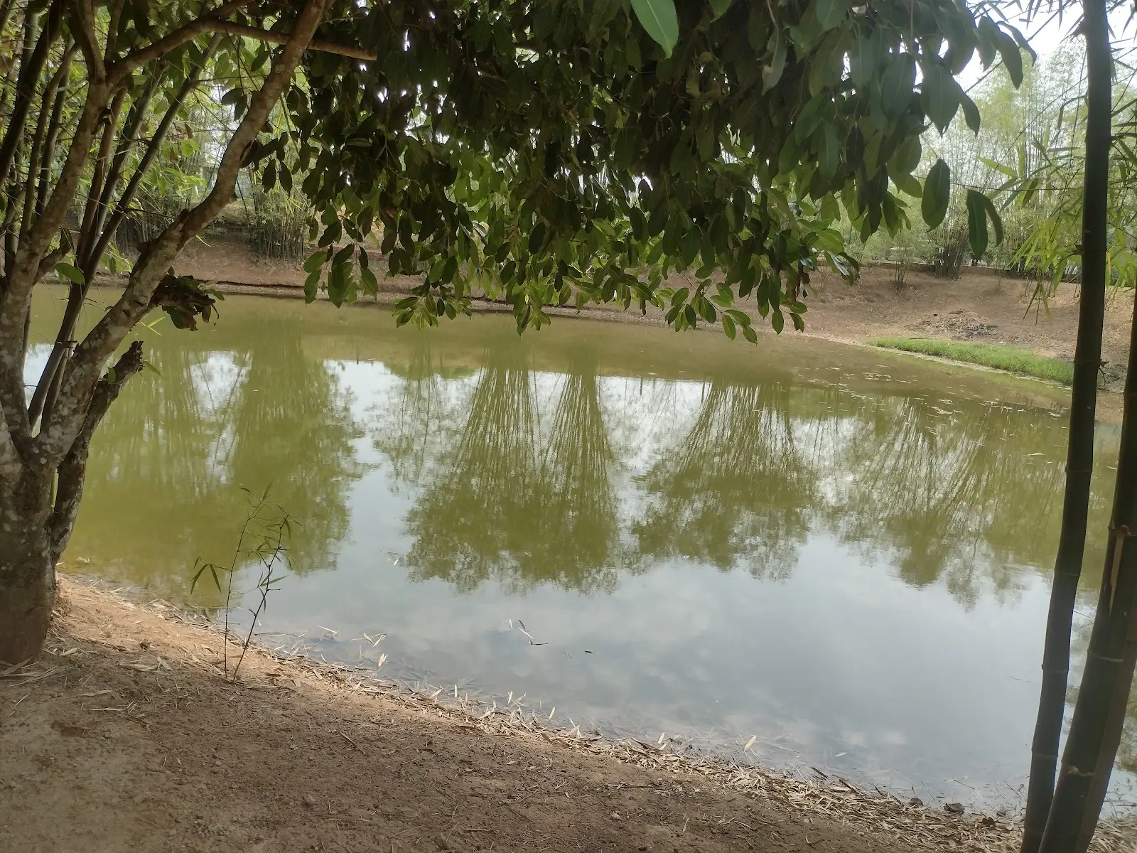 Lago do Panorama Pesque-Pague, em Rio Branco, com árvores refletidas na água