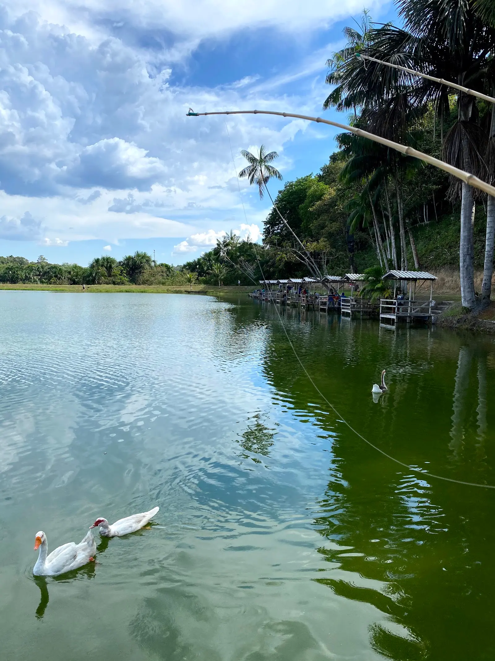 Lago do Pesque Pague San Diego com barracas de pesca cobertas na margem e patos na água