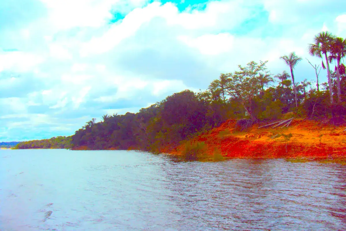 Igapó alagado às margens do rio Tarumã-Açu, perto de Manaus