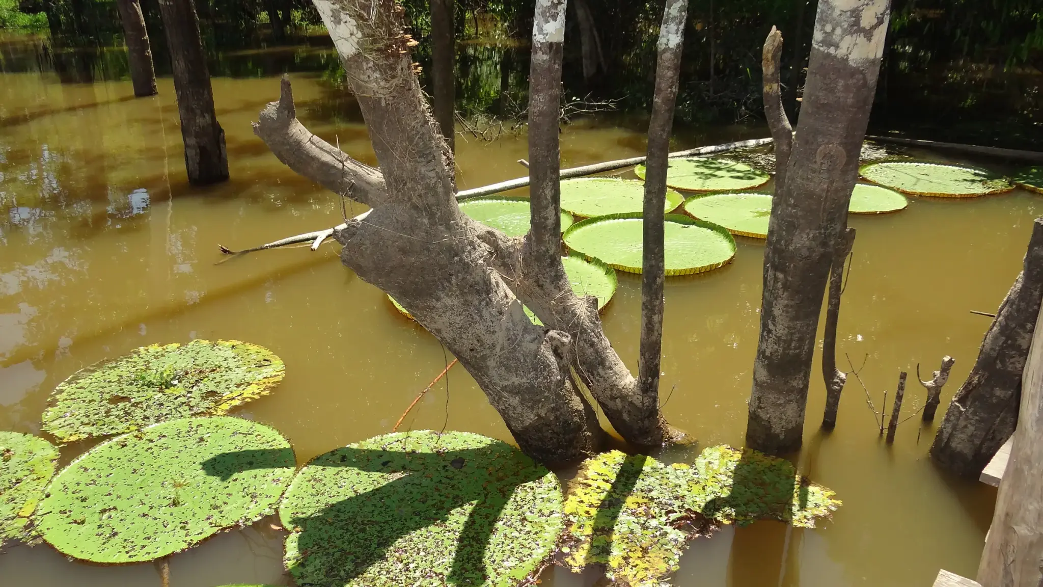 Vitórias-régias no rio Solimões, no Amazonas