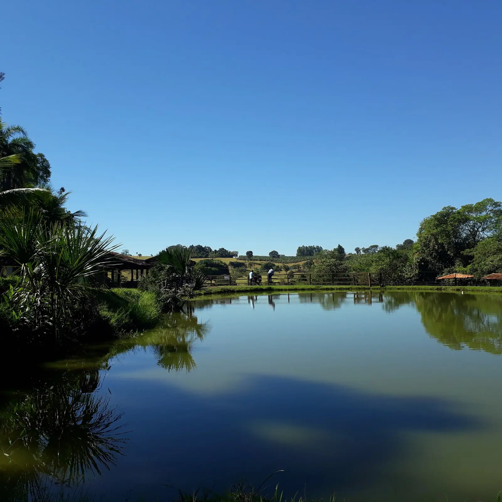 Lago do Pesque-Pague Francisco cercado de palmeiras, com quiosque e pescadores na margem ao fundo