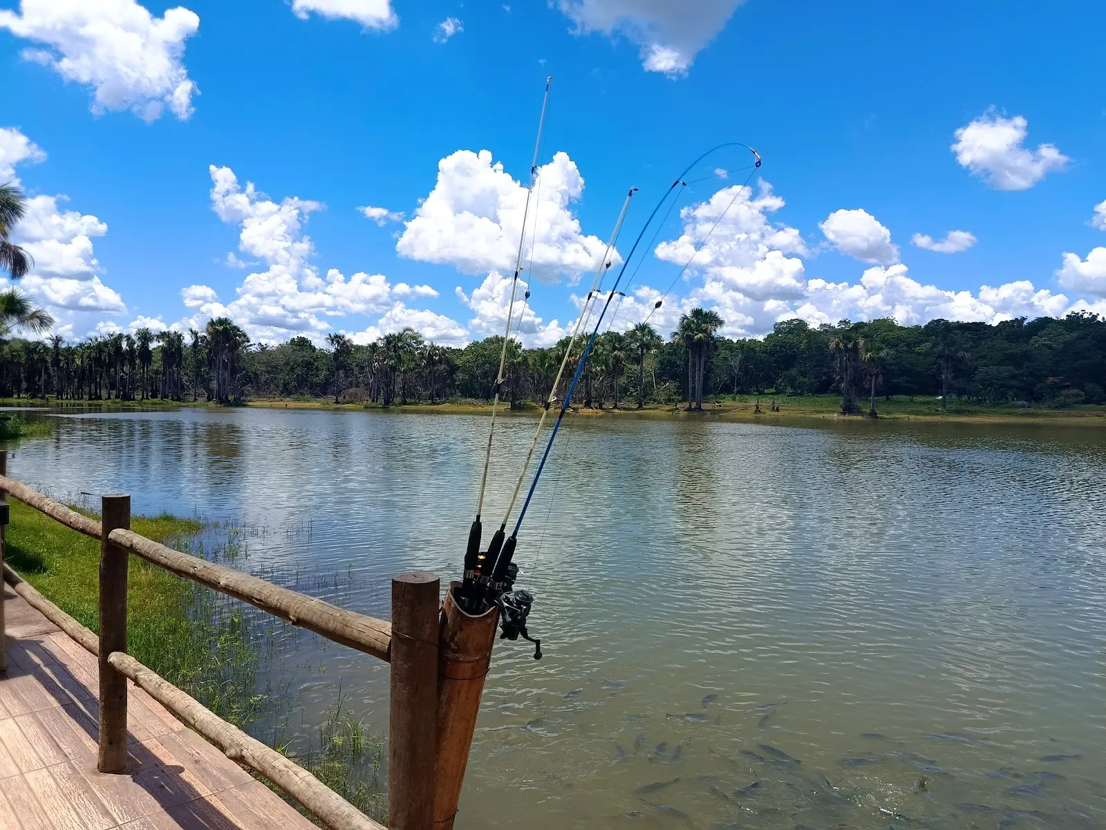 Varas apoiadas no deque de madeira do Pesque e Pague do Lago, em Santa Tereza de Goiás