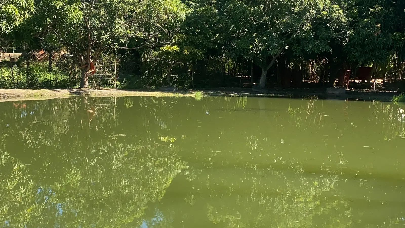 Lago de água verde cercado de árvores no Pesque e Pague Pintado