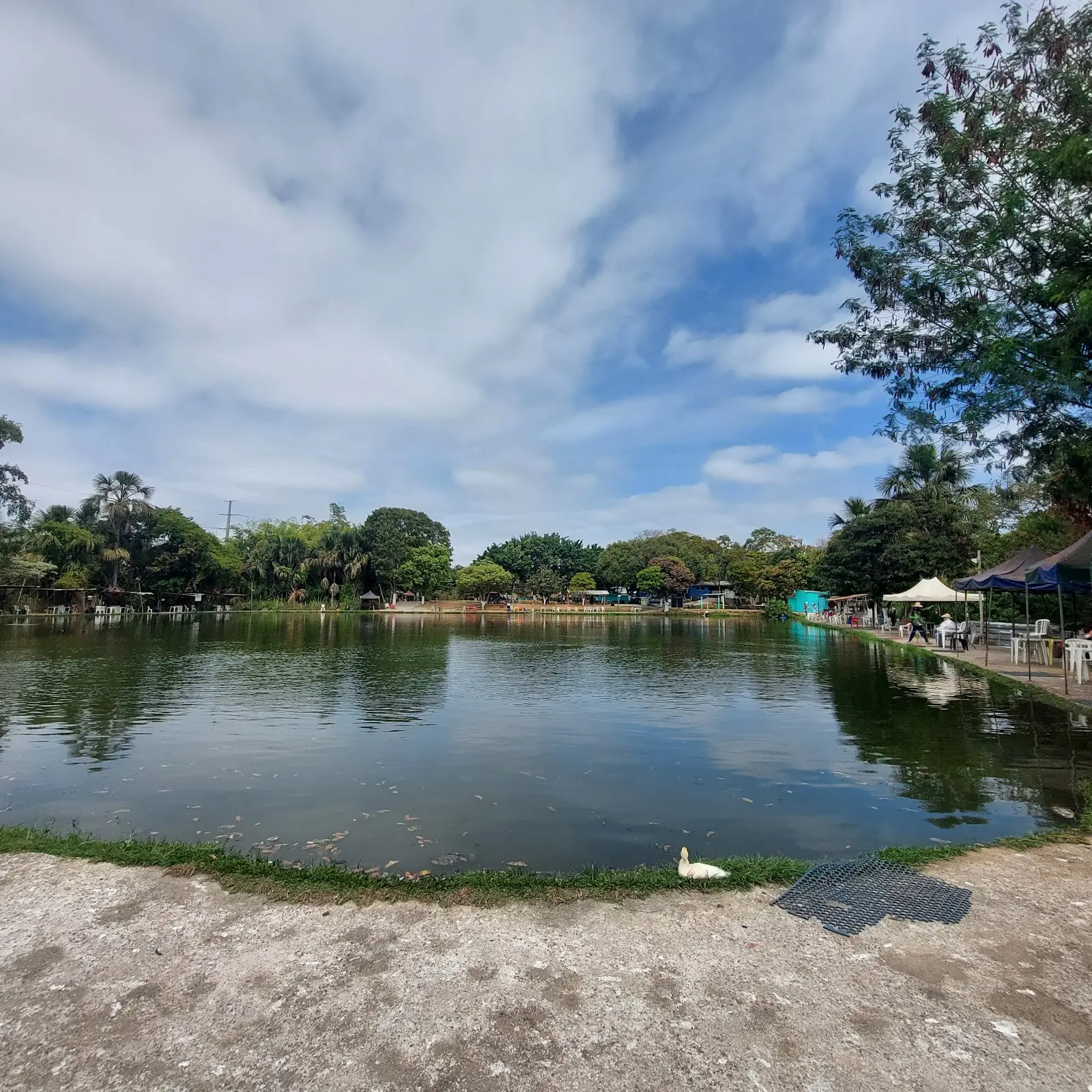 Lago principal do Pesque Pague do Nadir com tendas e mesas na margem direita e um pato na beira