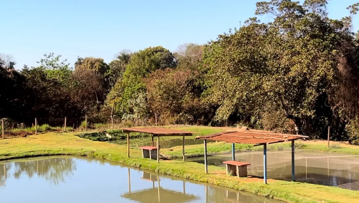 Tanques de pesca com bancos sob coberturas de telha na margem gramada, e mata ao fundo