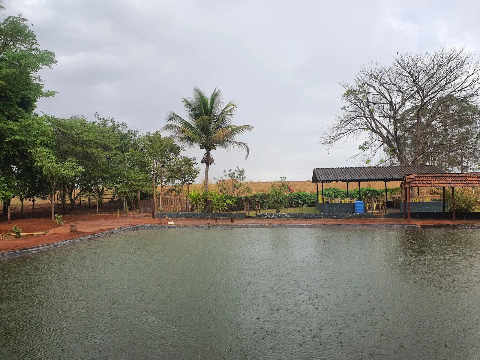 Tanque do Pesque Pague Douradinho em dia de chuva, com quiosques cobertos e coqueiro na margem