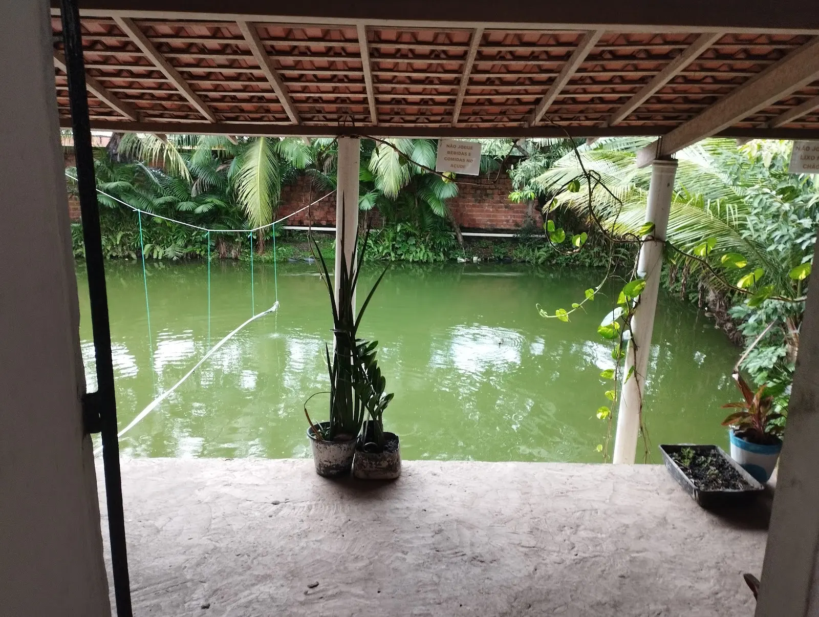 Lago de água verde cercado de palmeiras e plantas, visto da varanda coberta do Pesque e pague jj e casa, em São Luís
