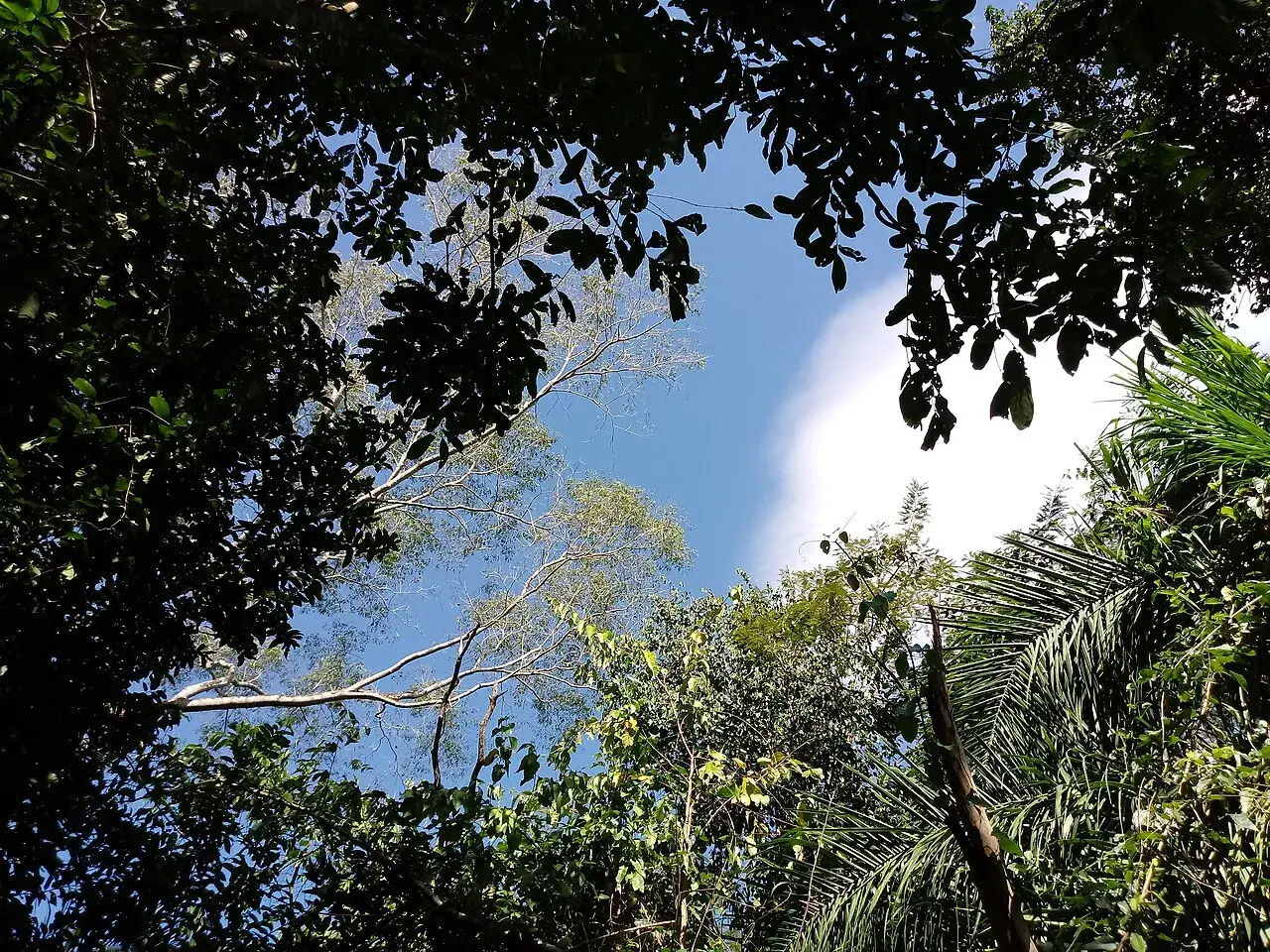 Rio Taquari (Pantanal)