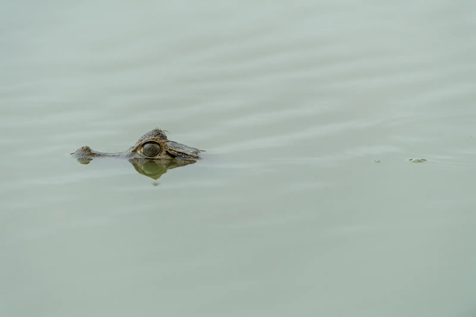 Rio Negro - Pantanal MS