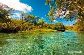 Rio Sucuri com águas cristalinas e vegetação aquática