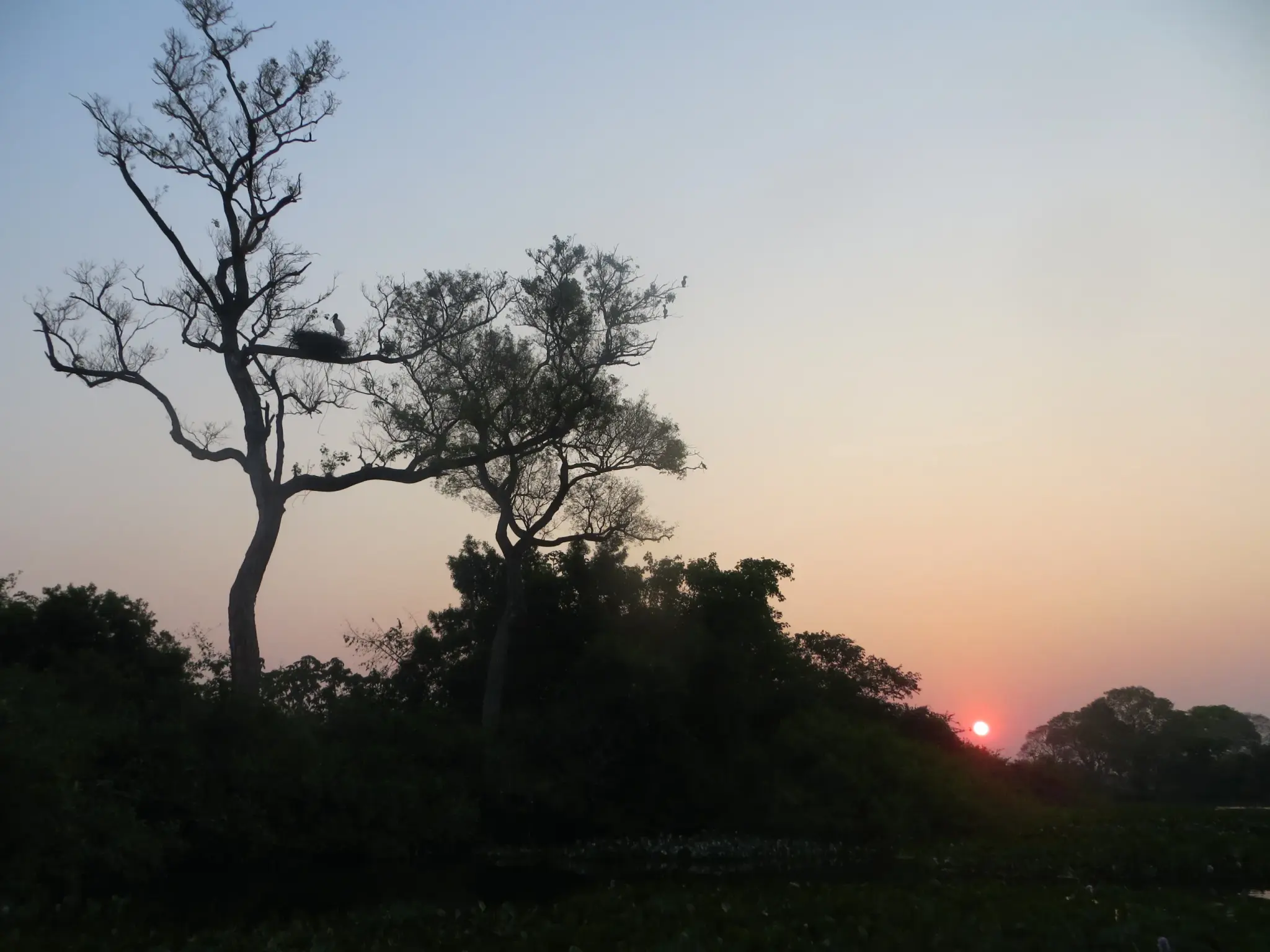 Tuiuiú (ave símbolo) no Pantanal