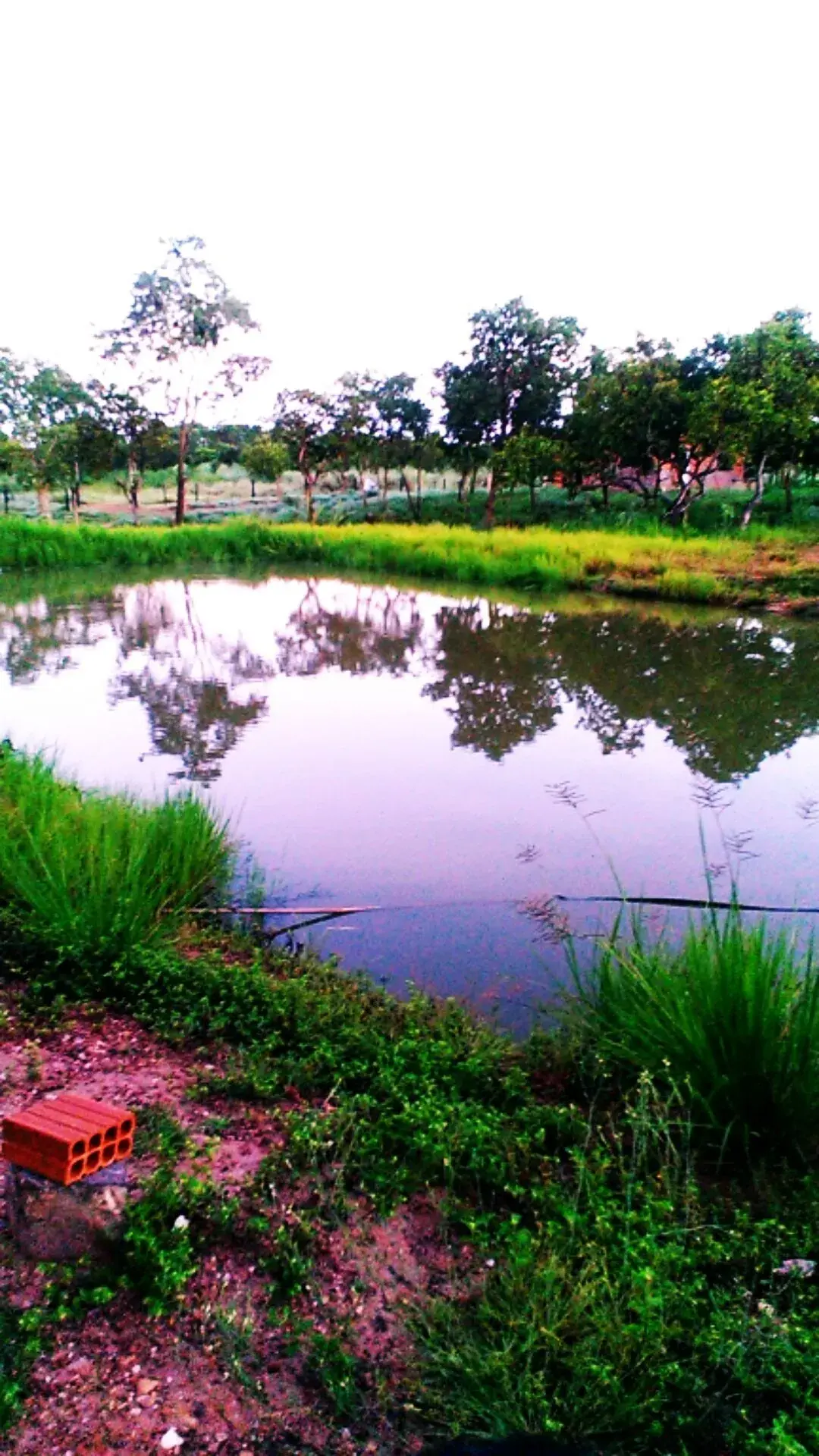 Pesque e Pague Chácara Calu no Jardim Imperial, Cuiabá