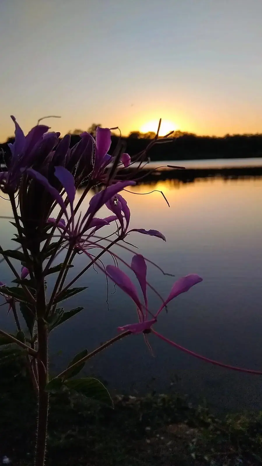 Pague e Pesque do Seu Emílio em Araucária, Paraná