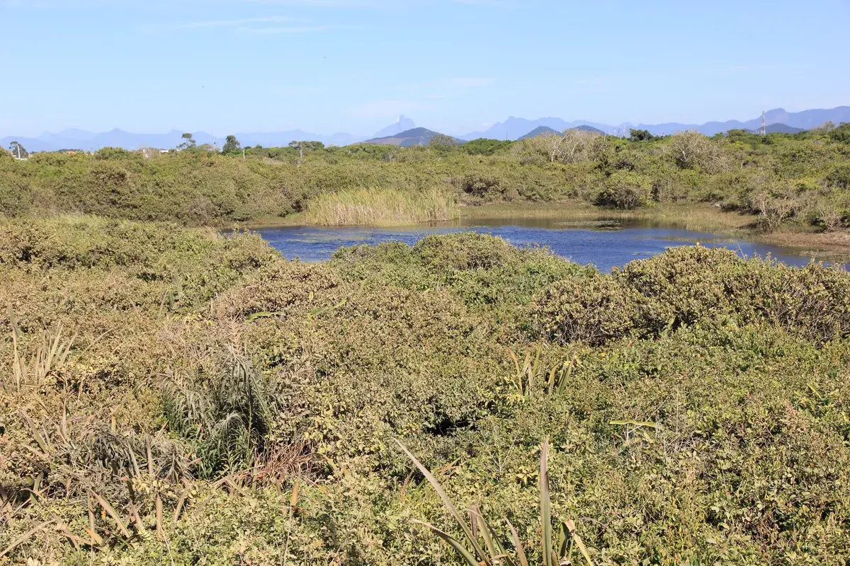 Restinga de Jurubatiba