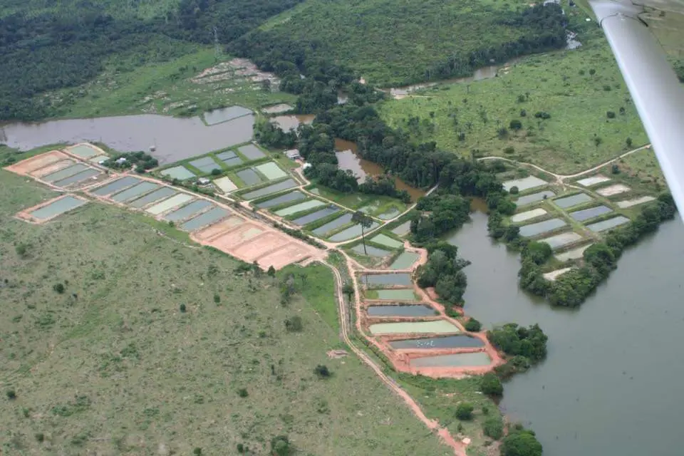 Vista aérea da piscicultura Rei do Peixe, com dezenas de tanques e lagos cercados de mata, em Itapuã do Oeste
