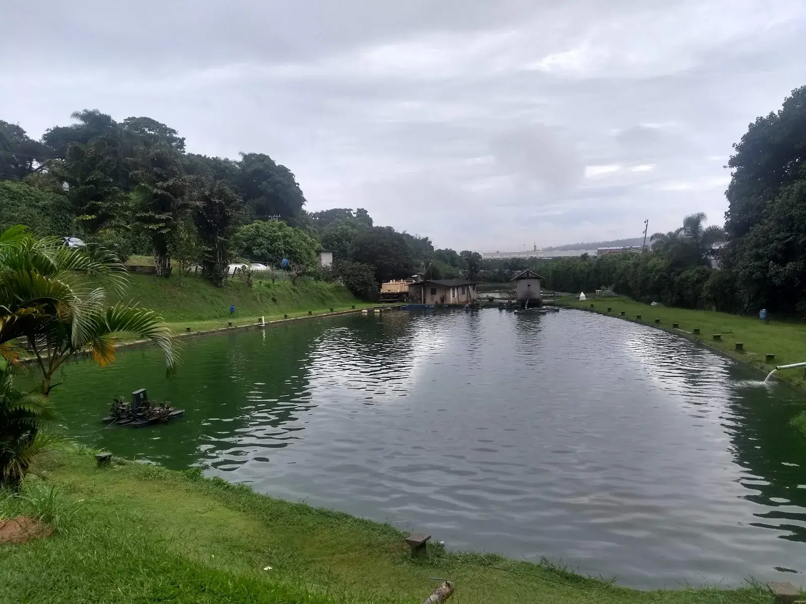 Tanque de tilápia com margens organizadas no Pesqueiro do Japonês, zona norte de São Paulo